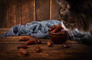 Können Katzen Datteln essen?