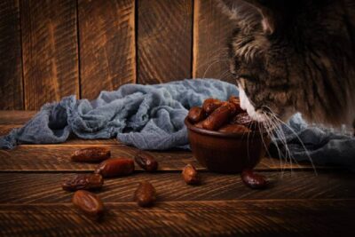 Können Katzen Datteln essen? Vor- und Nachteile [2023]