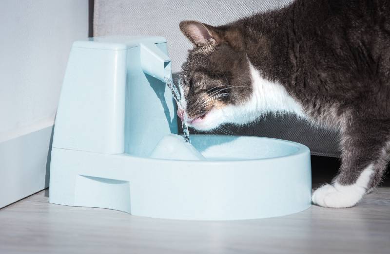 Können Katzen destilliertes Wasser trinken?