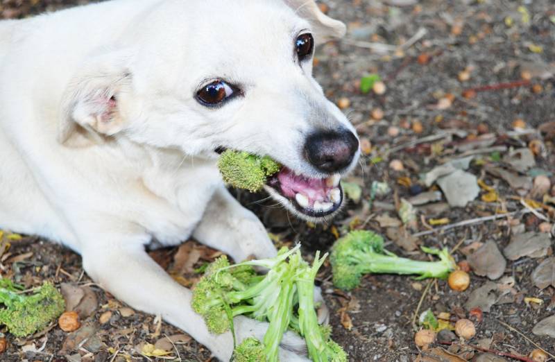 Mögliche Risiken bei der Fütterung von Brokkoli an Hunde