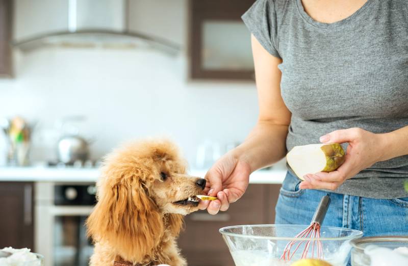 Wie man seinem Hund Birnen serviert