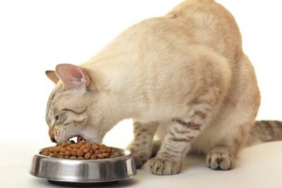 Welches Katzenfutter ist ohne Zucker?